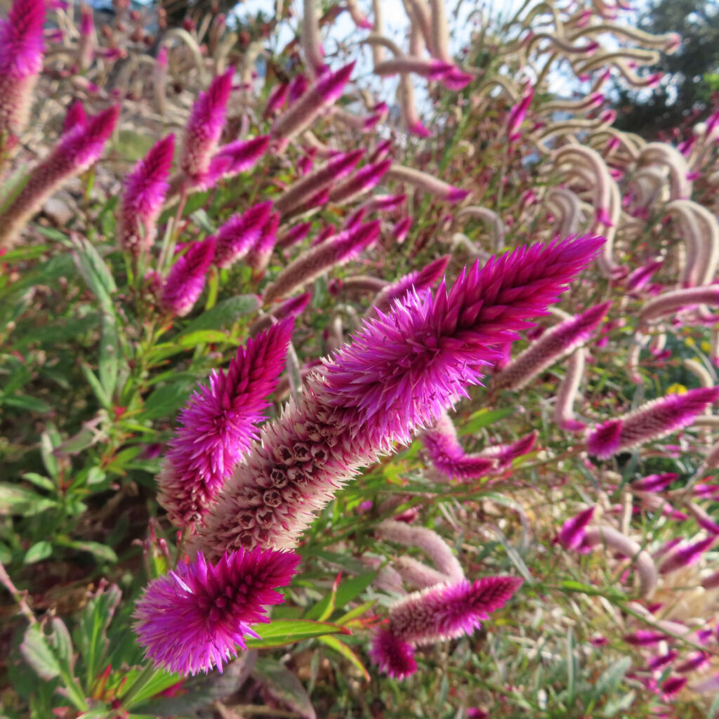 鮮やかな紫紅色のケイトウ（セロシア）の花穂が群生し、前景の太い花穂が際立つように撮影された高解像度写真