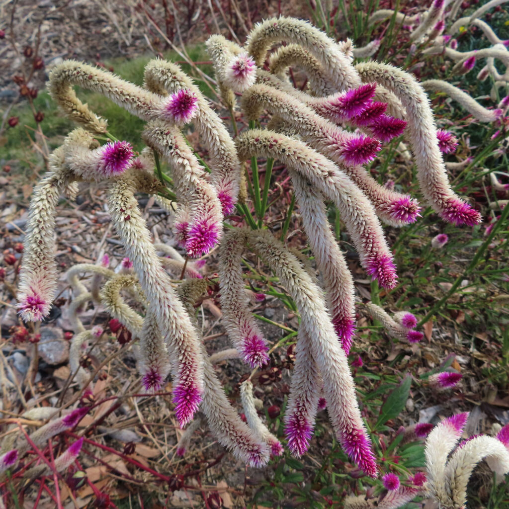 先端が鮮やかなピンク色に染まった細長いケイトウ（セロシア）の花穂が曲線を描いて垂れ下がる様子を撮影した高解像度写真