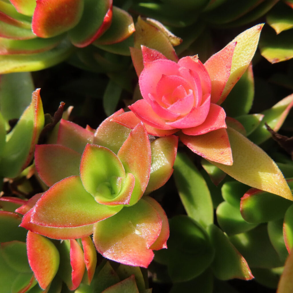 ヒマツリ(リトルミッシー)の多肉植物が赤と緑に色づいてロゼット状に重なるクローズアップ写真