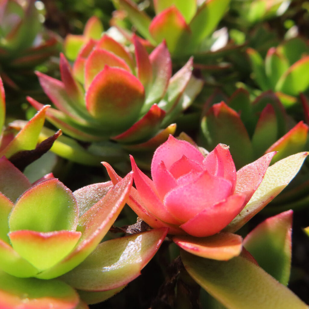 ヒマツリ(多肉植物)の赤と緑の葉がロゼット状に美しく重なり日差しに輝くクローズアップ写真