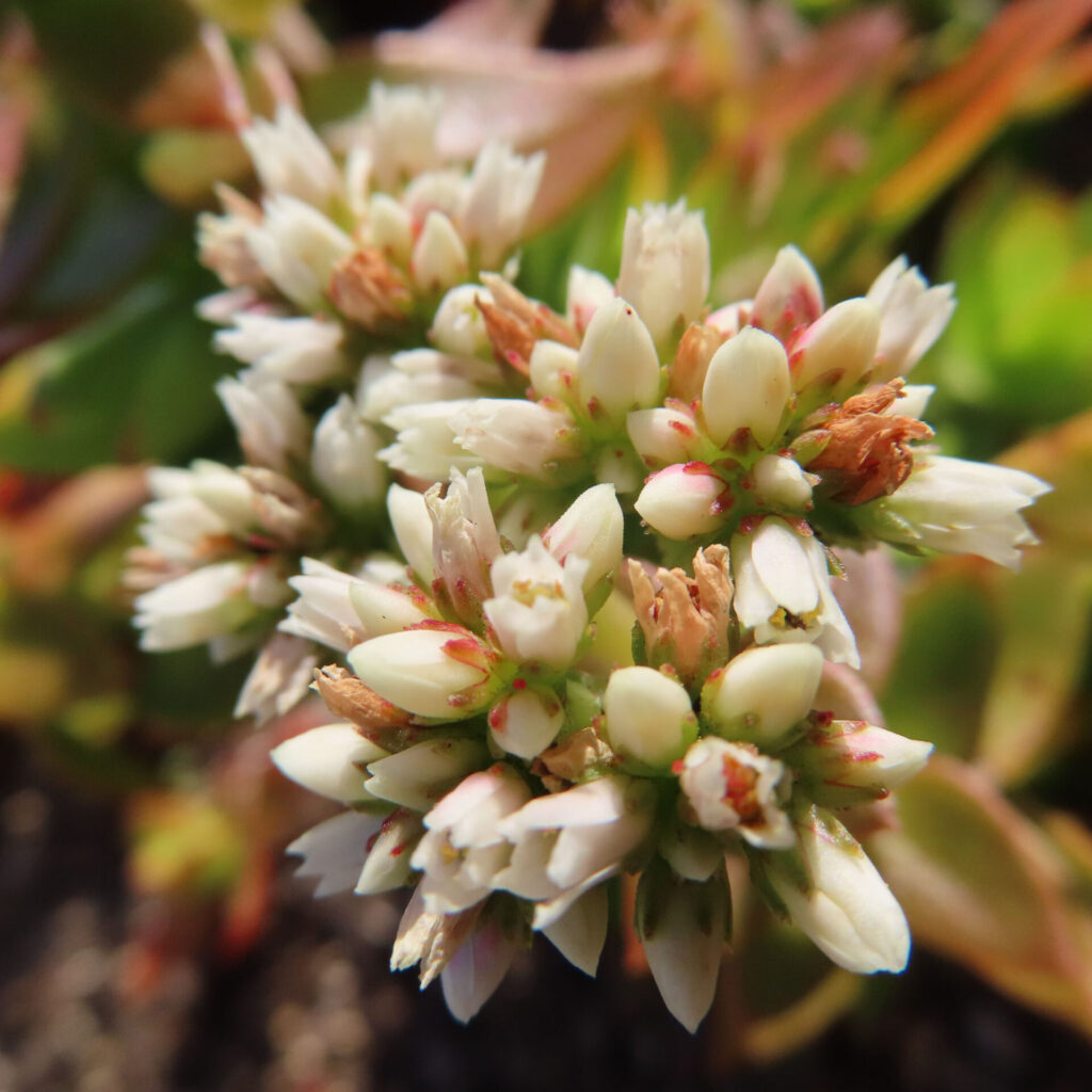 ヒマツリの白い小花が密集して咲く多肉植物のクローズアップ写真