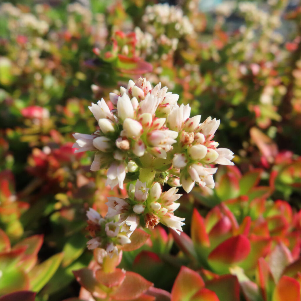 ヒマツリの白い小花が茎先に密集して咲く多肉植物のクローズアップ写真