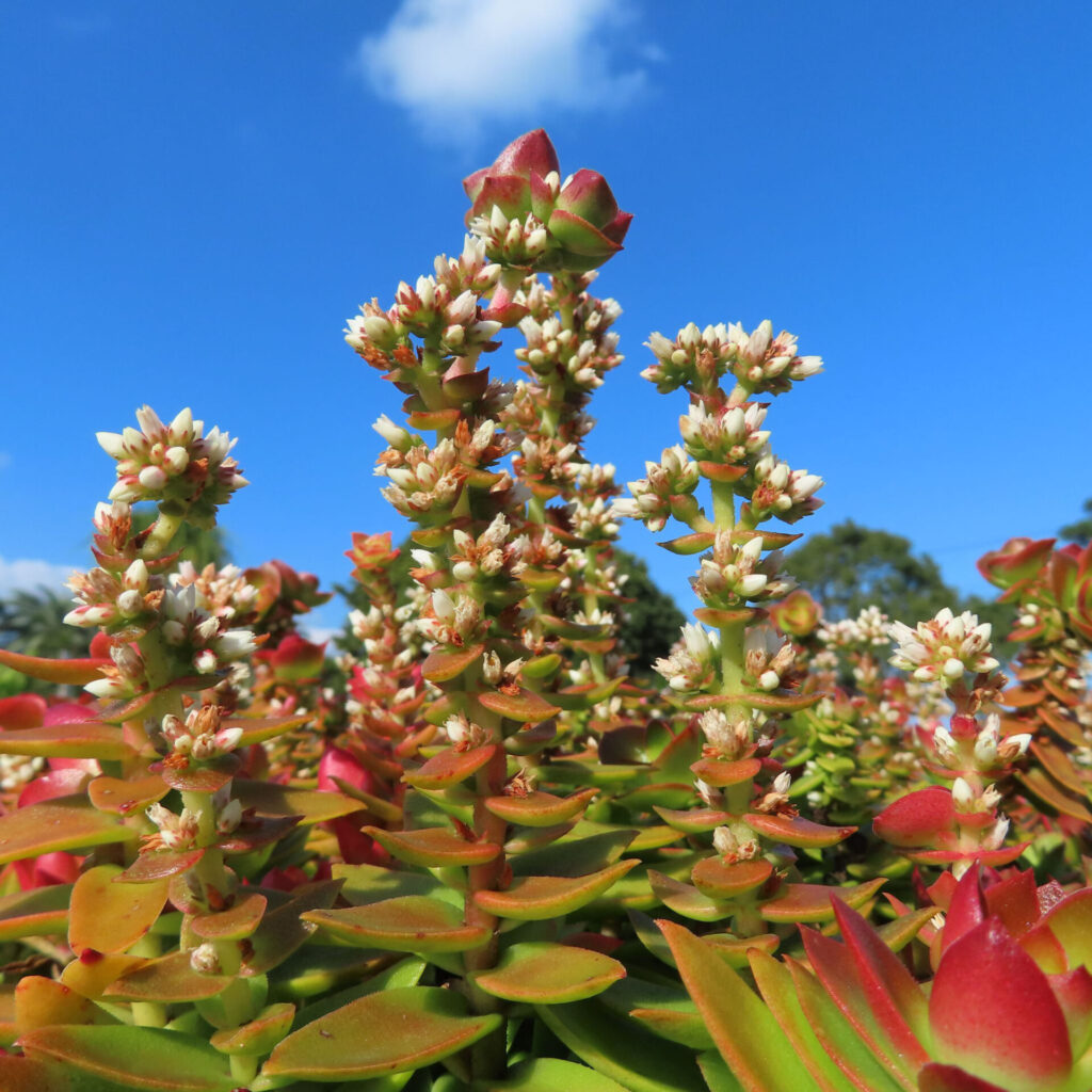 青空を背景にヒマツリの白い花が縦に伸びて咲く多肉植物のクローズアップ写真