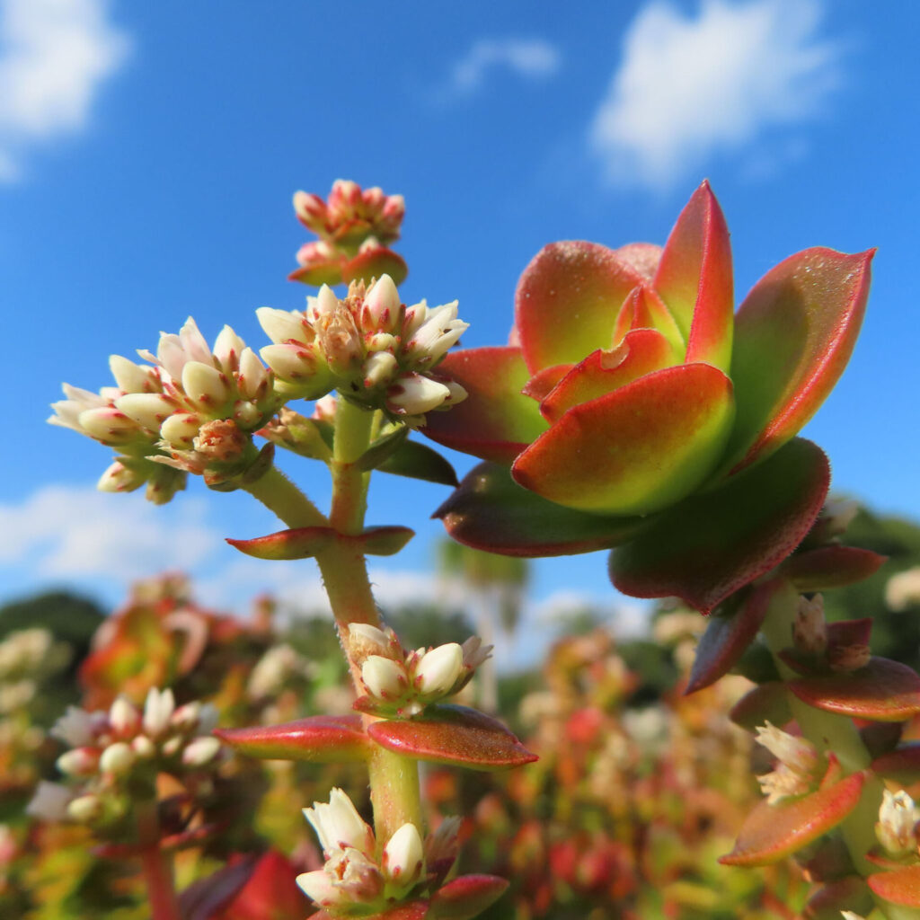 青空を背景に赤と緑の葉と白い花を咲かせるヒマツリの多肉植物のクローズアップ写真