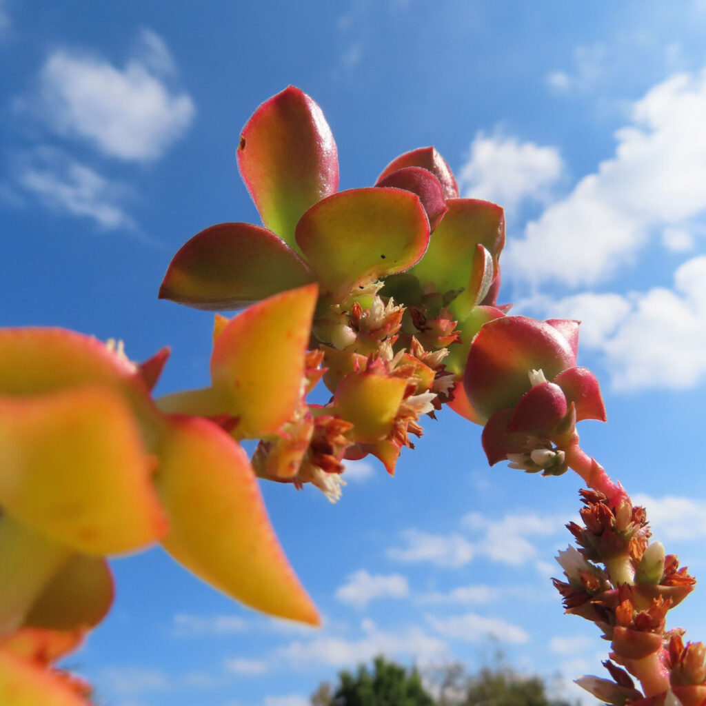 青空を背景に赤と黄緑の葉と小さな花を伸ばすヒマツリの多肉植物クローズアップ写真