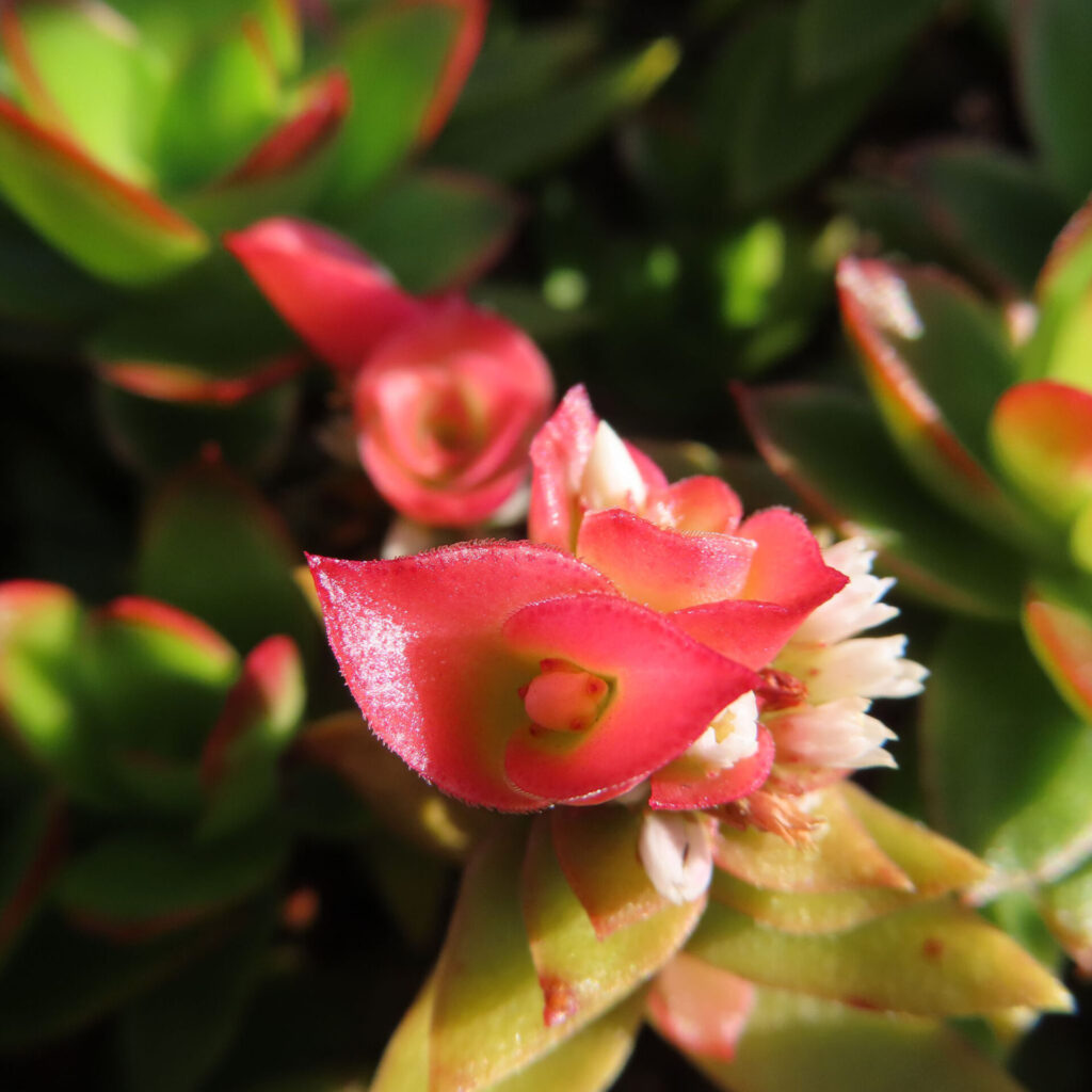 赤と緑の葉と小さな花を持つヒマツリの多肉植物をクローズアップで撮影した写真