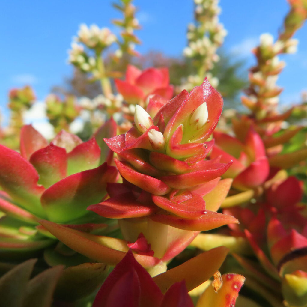 青空の下で赤と緑の葉が力強く重なるヒマツリの多肉植物クローズアップ写真