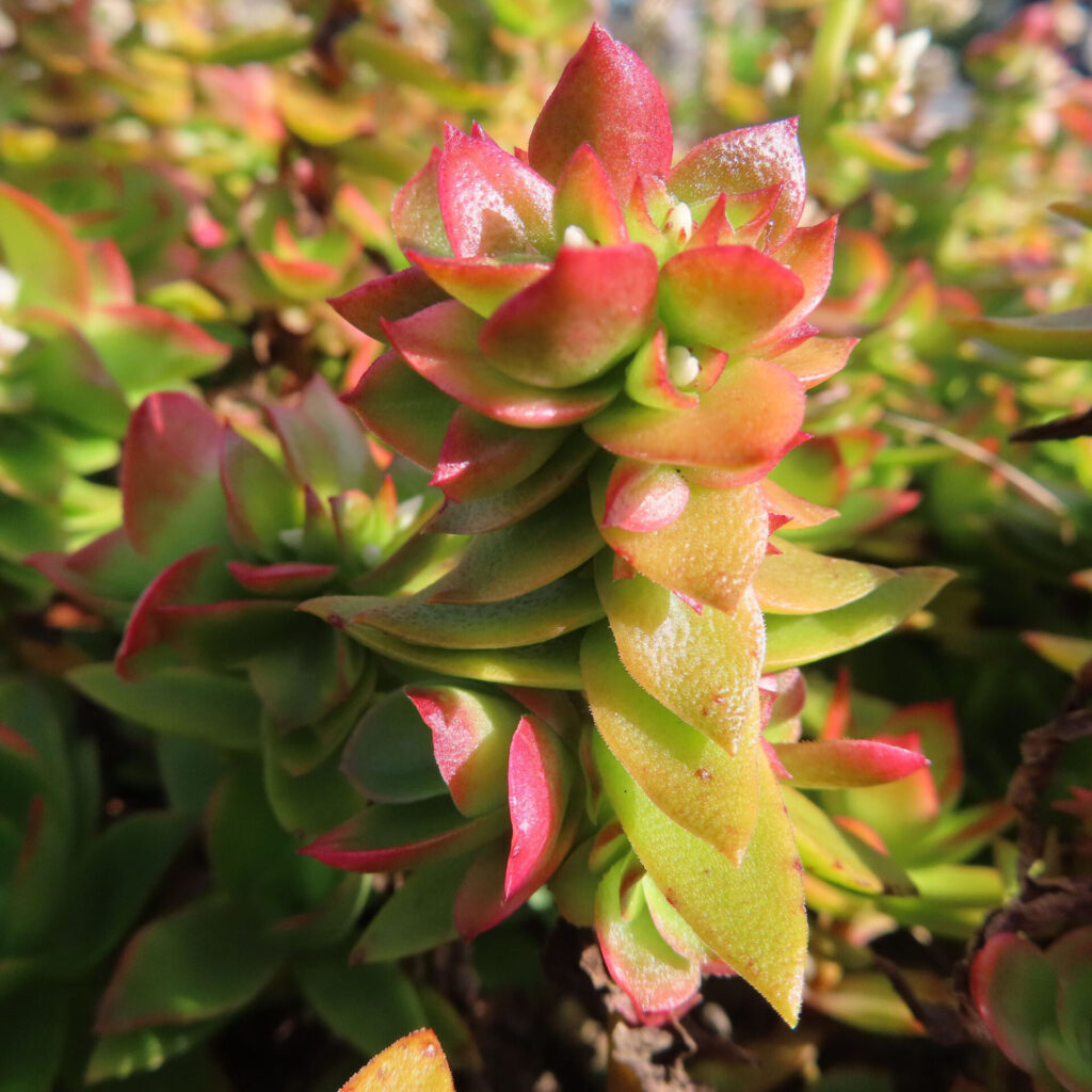 赤と緑の葉が立体的に重なるヒマツリの多肉植物をクローズアップ撮影した写真