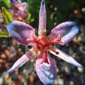 ホトトギスの花を真正面からマクロ撮影した写真。紫がかった淡青色の花被片に赤紫の斑点が入り、中央に赤い糸状の雄しべと雌しべが放射状に広がる日本の秋の山野草。