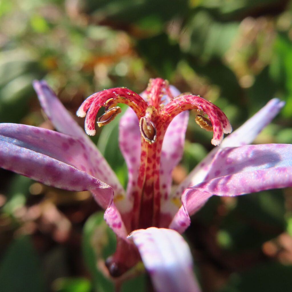 ホトトギスの花を真正面寄りのマクロ構図で撮影した写真。淡い紫色の花被片に赤紫の斑点が入り、中央に赤く反り返った雌しべと褐色の雄しべが立体的に写る日本の秋の山野草。