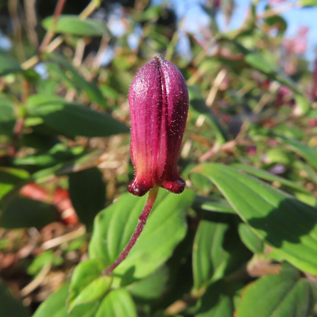 ホトトギスのつぼみを縦構図でマクロ撮影した写真。濃い紫紅色の細長いつぼみが下向きに垂れ、表面に細かな毛が見え、背景には緑の葉がやわらかくぼける日本の秋の山野草。