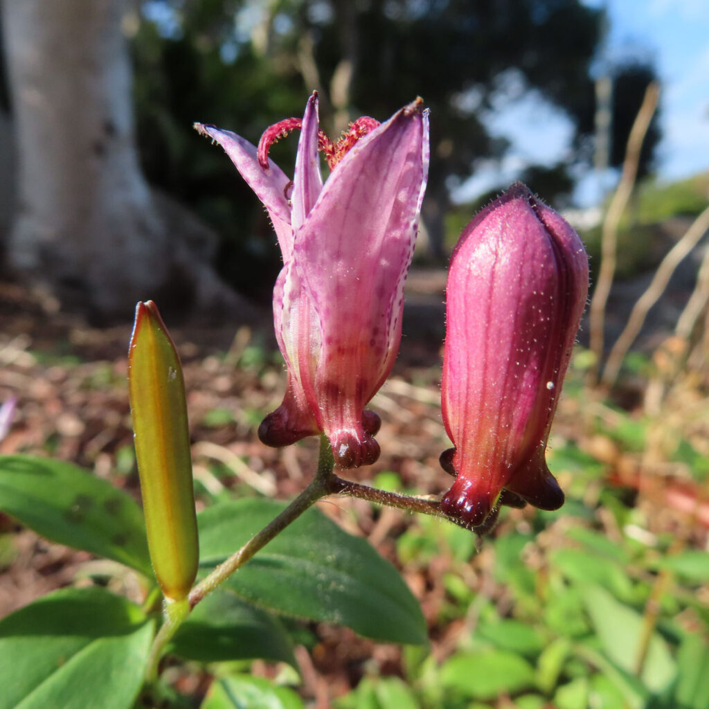 ホトトギスの花とつぼみを横並び構図でマクロ撮影した写真。左に細長い緑色の若いつぼみ、中央に開きかけの淡紅紫色の花、右に濃紅紫色のつぼみが並び、背景は林床の緑がやわらかくぼける日本の秋の山野草。