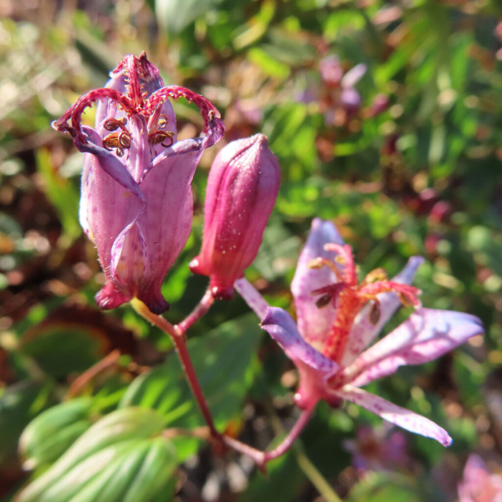 ホトトギスの花を複数輪で捉えたマクロ写真。中央に濃紅紫色のつぼみ、左右に開花途中と開花した淡紫色の花が並び、赤紫の雄しべと斑点模様が際立つ日本の秋の山野草。