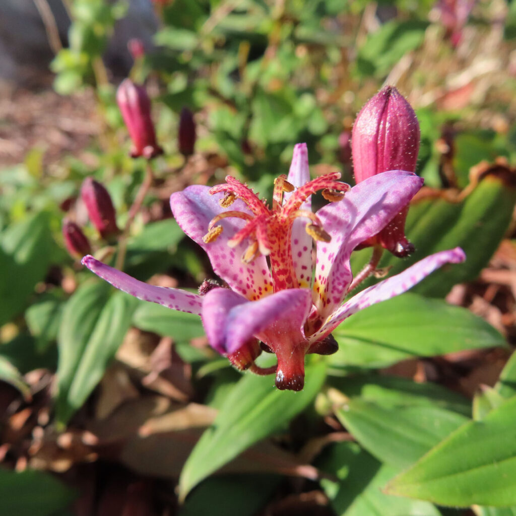 ホトトギスの花を正面寄りのマクロ構図で撮影した写真。淡い紫色の花被片に赤紫の斑点が入り、中央に赤い雌しべと黄色い葯の雄しべが広がり、周囲に赤紫色のつぼみと緑の葉が写る日本の秋の山野草。