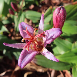 ホトトギスの花を斜め上からマクロ撮影した写真。淡紫色の花被片に赤紫の斑点が広がり、中心に赤い雌しべと黄色い葯の雄しべが立体的に見え、右奥に濃紅紫色のつぼみと緑の葉が写る日本の秋の山野草。