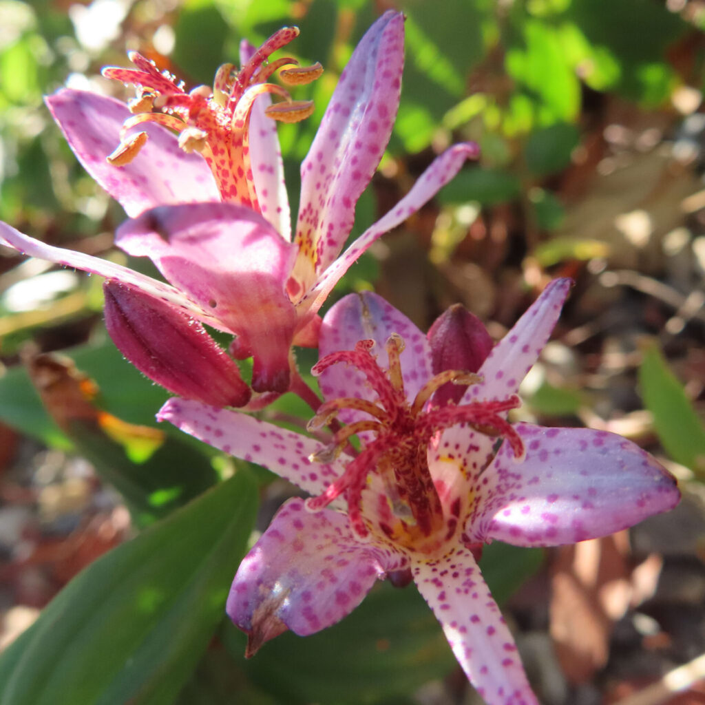 ホトトギスの花を斜め構図でマクロ撮影した写真。淡紫色の花被片に赤紫の斑点が広がり、中央に赤く反り返る雌しべと黄色い葯の雄しべが見え、周囲に濃紅紫色のつぼみと緑の葉が写る日本の秋の山野草。