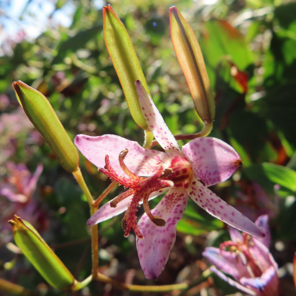 ホトトギスの花と複数のつぼみを縦構図でマクロ撮影した写真。淡紫色の花被片に赤紫の斑点が入り、中央に赤い雌しべと黄色い葯の雄しべが立ち、周囲に細長い緑色のつぼみが並ぶ日本の秋の山野草。