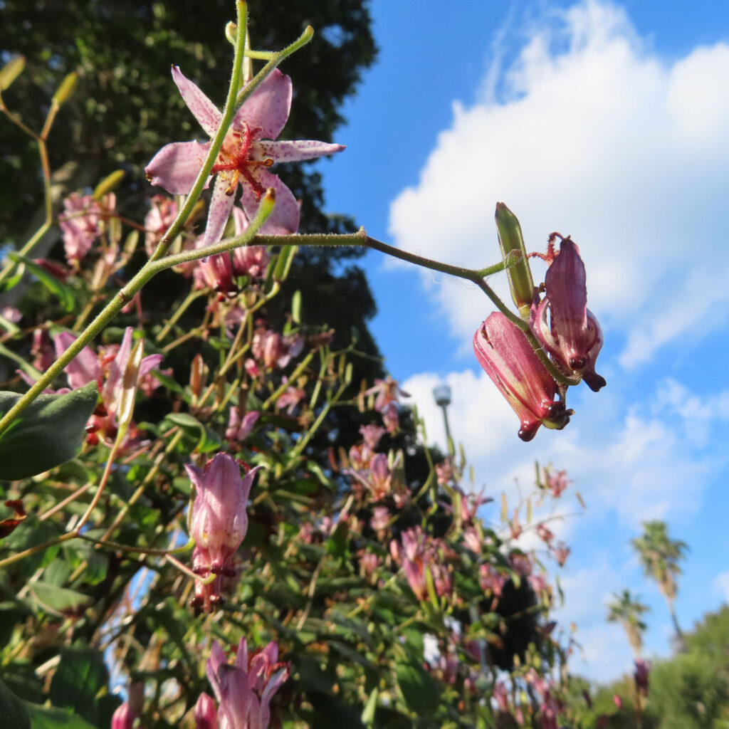 青空と白い雲を背景に、ホトトギスの花と赤紫色のつぼみを見上げる構図で撮影した写真。淡紫色の斑点模様の花被片と赤い雌しべが枝先に広がる日本の秋の山野草。