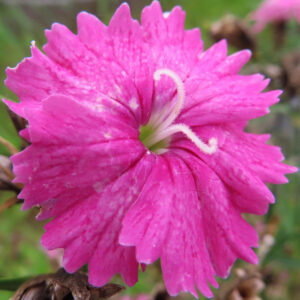 ナデシコの秋の七草を撮影した花写真