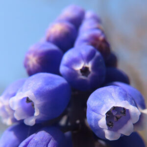 ムスカリの青紫の房花を撮影した花写真
