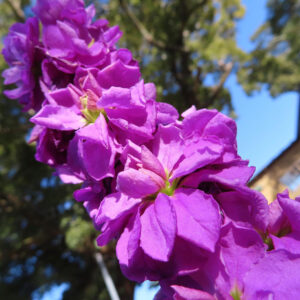 ストックのまっすぐ香る花穂を撮影した花写真