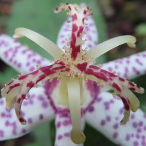 白い花びらに紫色の斑点が入ったホトトギスの花芯を寄りで撮影した接写写真
