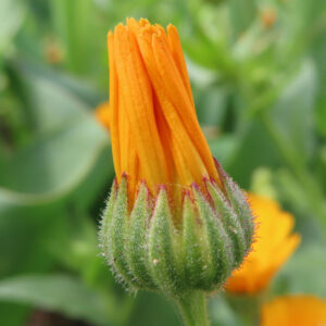 ヒメキンセンカの冬知らずの橙花を撮影した花写真