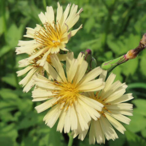 アキノノゲシの淡黄色の花が複数輪まとまって咲く様子を斜め上からマクロ撮影した写真。細長い舌状花と黄色い花芯、紫筋の入った花柄とつぼみが緑の背景に映える秋の野草。