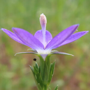 ヒナキキョウソウの紫色の花を正面から接写した写真｜中央に伸びる柱頭と開いた花弁が印象的な野草のアップ