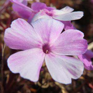 シバザクラの芝のように広がる春の花じゅうたんを撮影した花写真