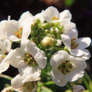 アリッサムの甘く香る小花を撮影した花写真
