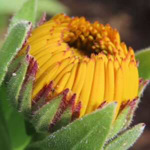 キンセンカの金盞花を撮影した花写真