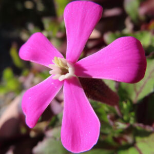 ツルコザクラの花を斜め上から撮影した写真。五枚のピンク色の花弁が広がり、中心に白い花筒と黄色の雄しべが見える。