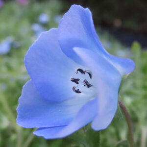 ネモフィラの空色のBaby blue eyesを撮影した花写真