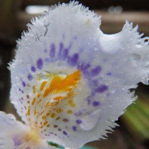 シャガの日陰に咲く文様花を撮影した花写真