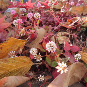 秋の地面に咲くヒメツルソバの花。赤く色づいた葉と落ち葉の間に白や淡いピンクの小花が群生している。