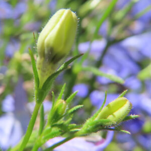 ロベリアのつぼみを接写した写真｜淡い黄緑色の花芽と細かな毛が特徴的に写された構図