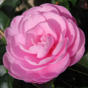 ピンク色のサザンカの花を正面から大きく捉えたクローズアップ写真。幾重にも重なる花びらが柔らかな光を受け、背景には濃緑の葉が自然にぼけて写る冬の庭のサザンカ。
