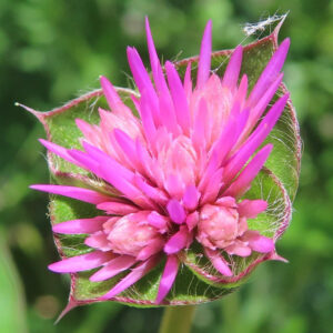 クモの糸がかかるセンニチコウの花芽のクローズアップ