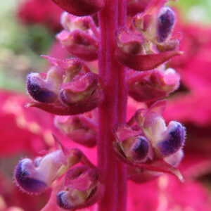 コリウスの花穂のクローズアップ写真｜紫とピンクが混ざる小さなつぼみが美しい観葉植物