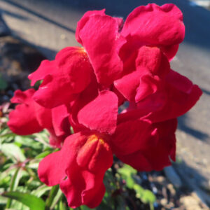 キンギョソウの口元の花形を撮るポイントを撮影した花写真
