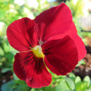 ビオラ・パンジーのもの思いの花を撮影した花写真