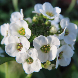 アリッサムの甘く香る小花を撮影した花写真