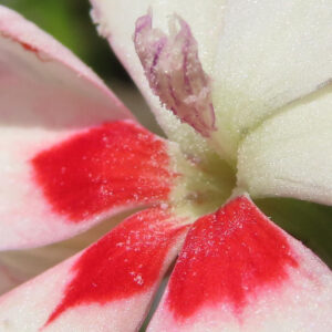 ヒメヒオウギの花びら中心部を超接写で撮影した写真。鮮やかな赤い模様と粉状の花粉が付いた雌しべ・雄しべの細部がはっきり写し出されている