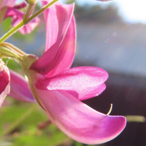 ミヤギノハギの花びらを斜め横から逆光気味に撮影した写真｜ピンク色の蝶形花が光に透ける秋の野の花