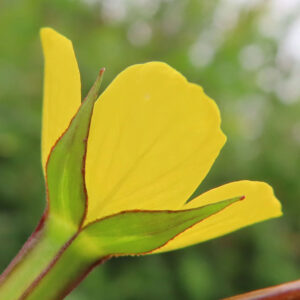 ヒレタゴボウの花を横から接写した写真｜黄色い花弁の裏側と緑色の萼が重なり、赤みのある縁取りや細い茎まで確認できる野草のマクロ撮影