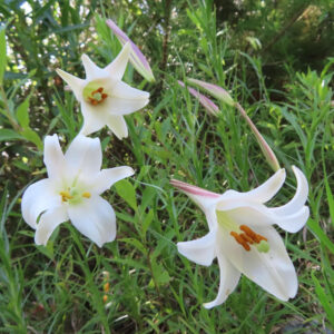 タカサゴユリ（高砂百合）の白い花が3輪咲く写真｜蕾と花が茂みに映える夏のユリ