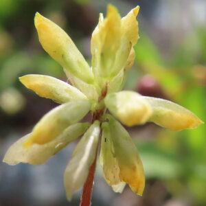 コメツブツメクサの花が終わりかけた状態の接写写真