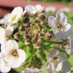 アリッサムの甘く香る小花を撮影した花写真