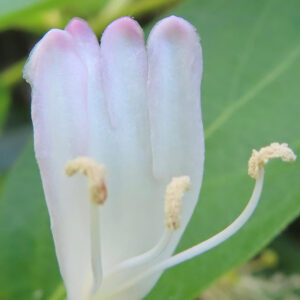スイカズラの白い花を超接写で撮影した写真｜淡い桃色の花先と細い雄しべが際立つスイカズラ｜日本の初夏に咲く香りの花